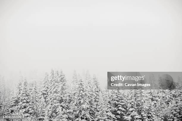 snow storm covered pine trees recede into fog, saddleback, maine - tannenzweig stock-fotos und bilder