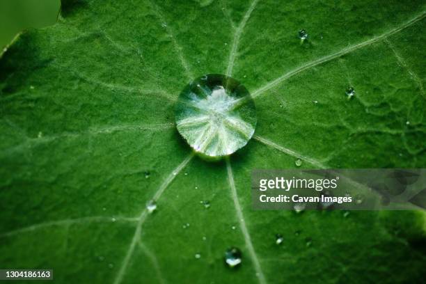 glimmering water droplets on green leaf after rainstorm - hydrogen stockfoto's en -beelden