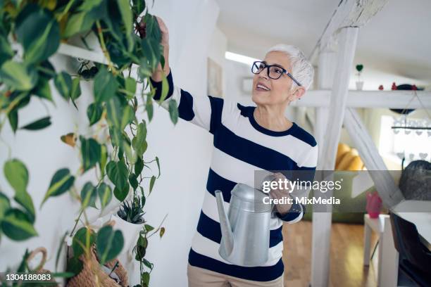 lycklig mogen kvinna planterar sina krukväxter och njuter hemma - indoor plants bildbanksfoton och bilder