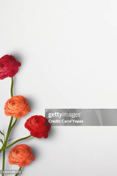 rannuculus in white background - ranunculus wedding bouquet stock pictures, royalty-free photos & images