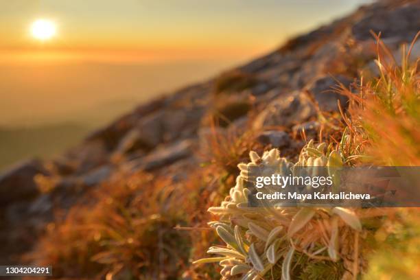 edelweiss at sunset on top of a mountain - edelweiss flower stock pictures, royalty-free photos & images