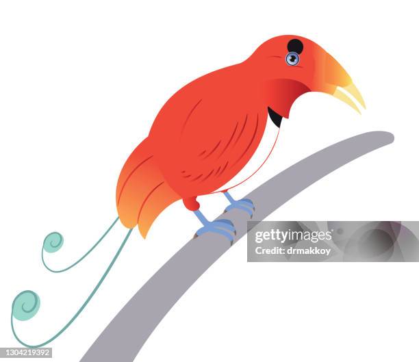 king bird of paradise - king bird of paradise stock illustrations