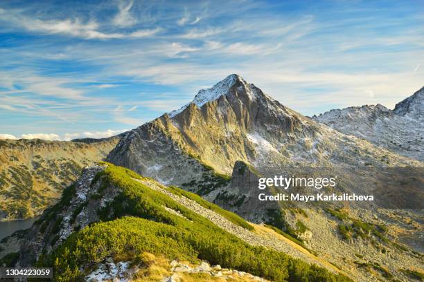 beauty in the mountain - evergreen plant stock pictures, royalty-free photos & images