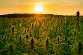 Hemp / Cannabis industrial plantation in sunset
