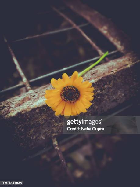 pot marigold flower - calendula stock-fotos und bilder