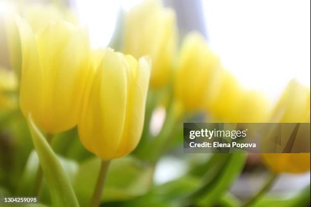 yellow tulips bouquet against open window - march month stock pictures, royalty-free photos & images