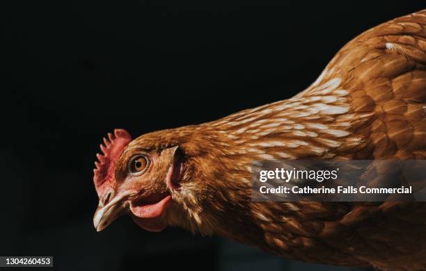 low angle view of a chicken against black background - chickens stock pictures, royalty-free photos & images