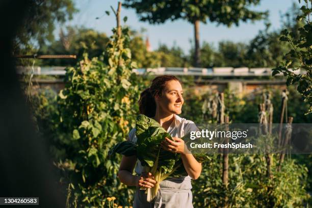 production d’agriculture biologique : jardinier femelle souriante récoltant la bette à carde - blette photos et images de collection