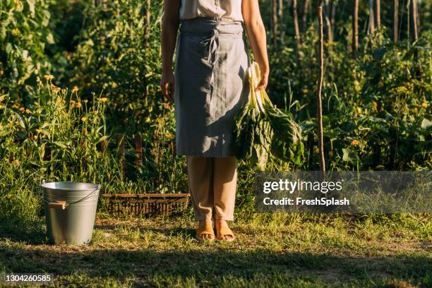 organic production: anonymous woman standing in her garden and holding chard leaves - chard stock pictures, royalty-free photos & images