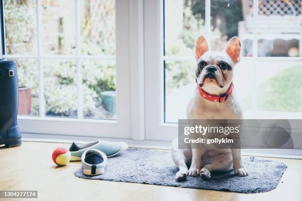 hond die door de deur wacht om naar buiten te gaan - french doors stockfoto's en -beelden