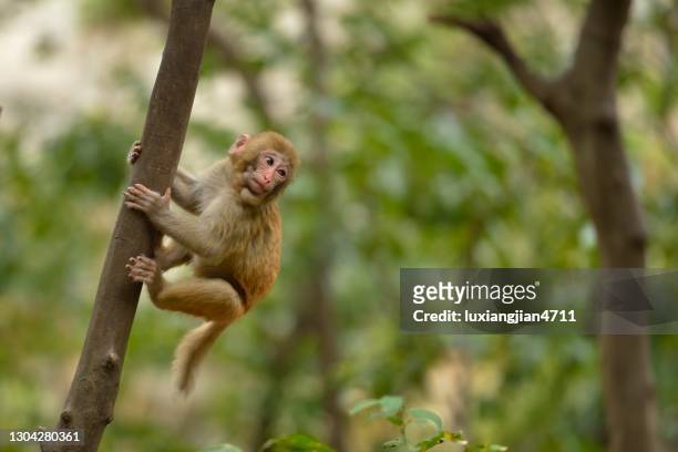 giocare giovane scimmia nei boschi - macaque fight foto e immagini stock