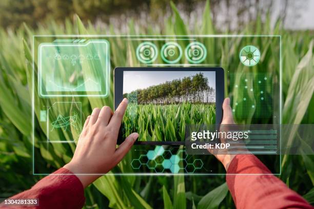 farmer woman using digital tablet with virtual reality artificial intelligence (ai) for analyzing plant disease in corn agriculture fields. technology smart farming and innovation agricultural concepts. - food innovation stock pictures, royalty-free photos & images