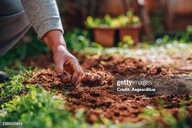 het planten van leliebollen in haar tuin - plantage stockfoto's en -beelden