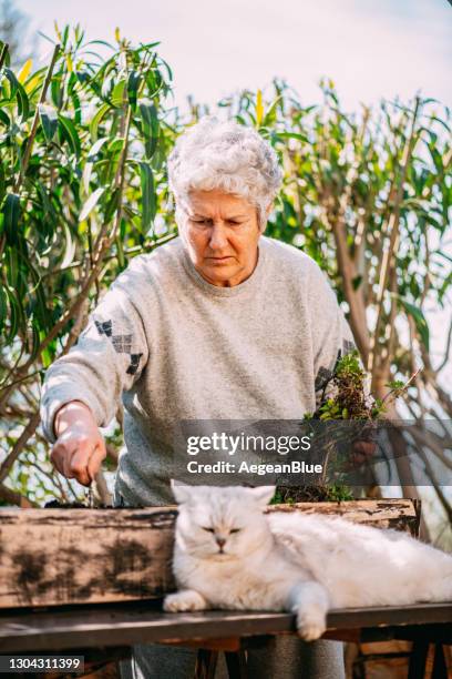 senior in lindert mit ihrer katze ihr gemüse - old woman cat stock-fotos und bilder