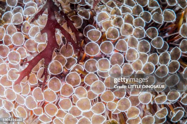 flower urchin (toxopneustes pileolus) clos-up - echinoderm stockfoto's en -beelden