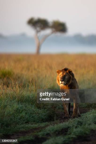 grote mannelijke leeuw die kijkt - animal de safari stockfoto's en -beelden