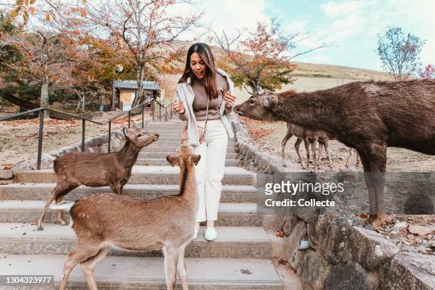 奈良でアジアの若い女性が出会い、かわいい鹿に餌を与える。 - 奈良県 ストックフォトと画像