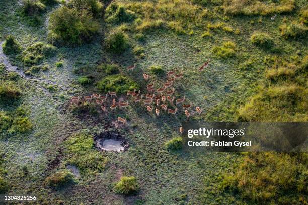 herd of impalas from the air - masai mara national reserve stock pictures, royalty-free photos & images