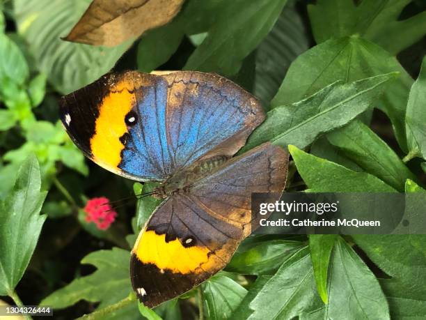 orange oakleaf butterfly - dead leaf moth stock pictures, royalty-free photos & images