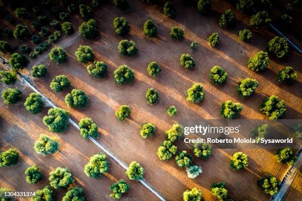 olive tree groves from above, apulia, italy - olive tree farm stock pictures, royalty-free photos & images