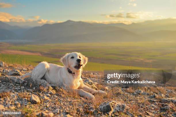 golden retriever puppy lying down with mountain view in the background - puppy lying down stock pictures, royalty-free photos & images