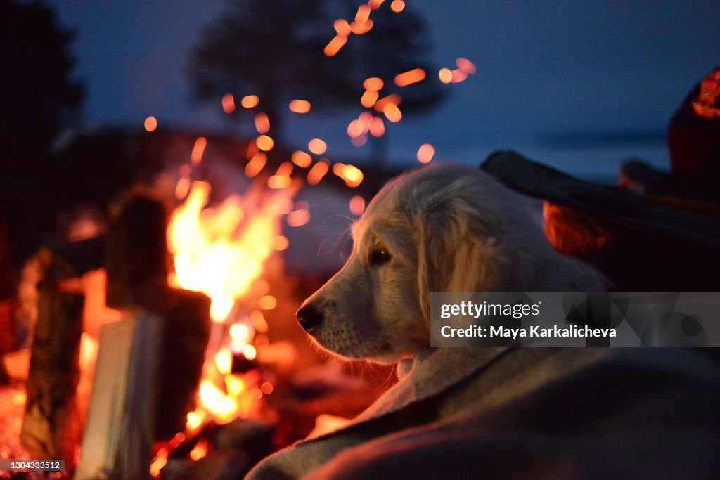 Golden retriever puppy sitting on camping chair front campfire at night