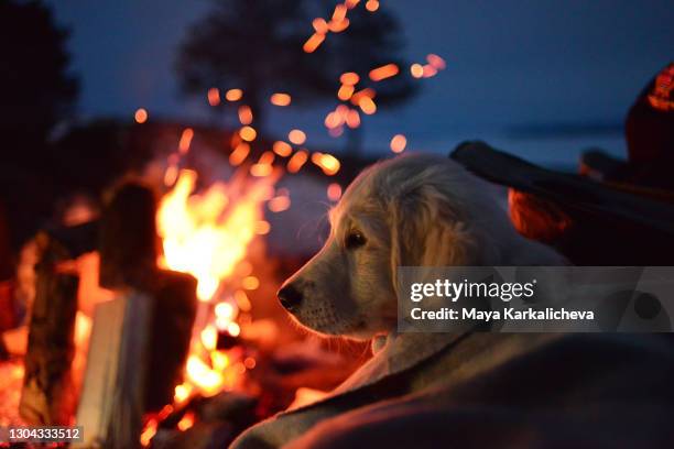 golden retriever puppy sitting on camping chair front campfire at night - bonfire stock pictures, royalty-free photos & images