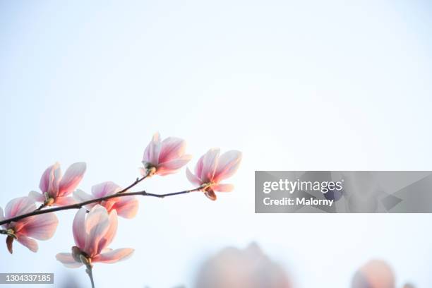 close-up of magnolia blossoms against clear sky. - magnolia stock-fotos und bilder