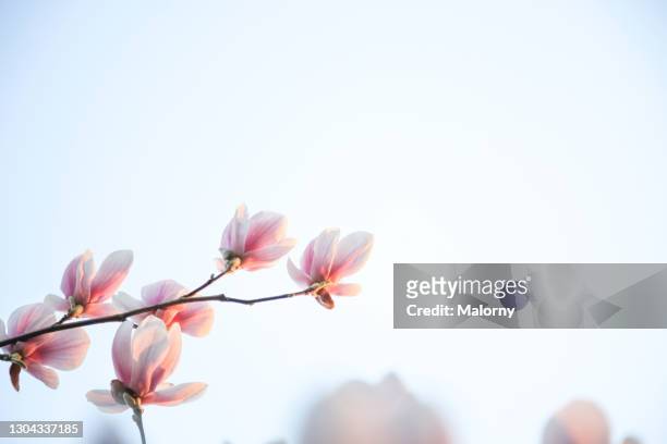 close-up of magnolia blossoms against clear sky. - magnolia stock pictures, royalty-free photos & images