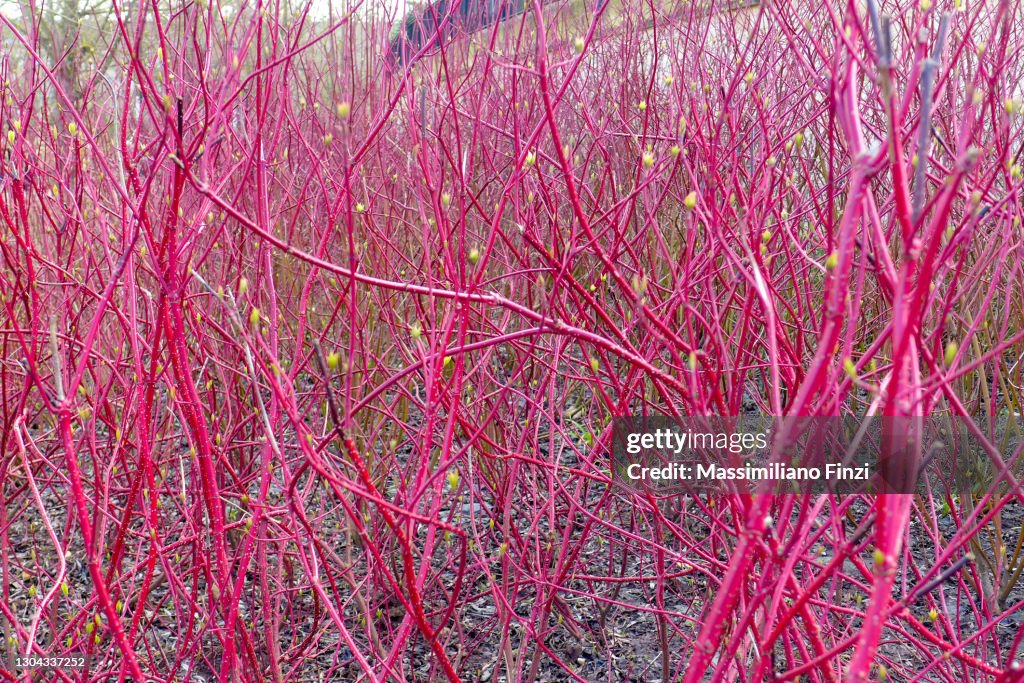 Bush of Common Dogwood, Cornus sanguinea