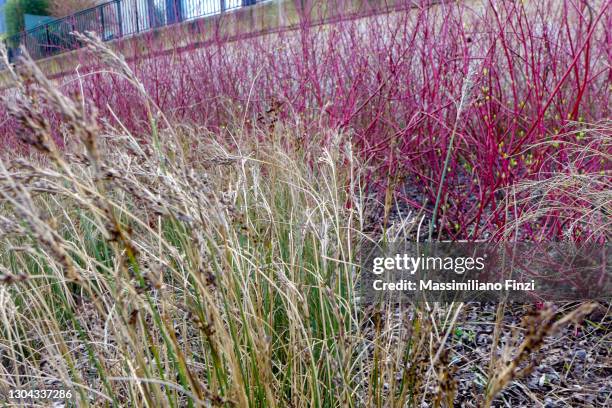 bush of common dogwood, cornus sanguinea, and tufted hair grass, deschampsia cespitosa, - common dogwood photos et images de collection