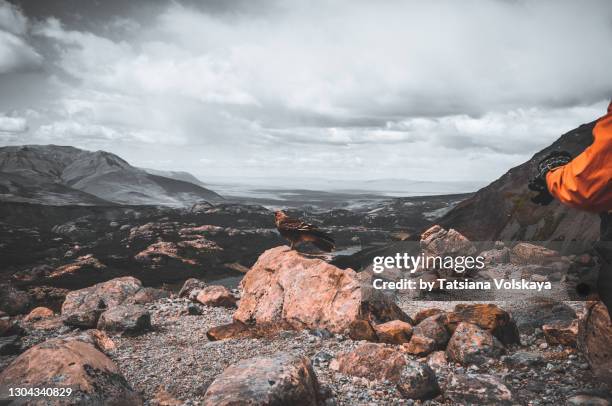 chimango caracara standing on the ground in the mountains - chimango caracara stock pictures, royalty-free photos & images