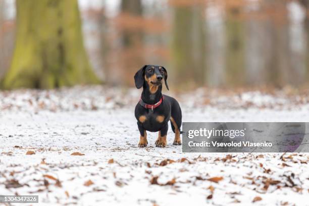 the dachshund on the snow - daschund bildbanksfoton och bilder