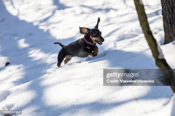 the dachshund running in the snow - dachshund christmas stock pictures, royalty-free photos & images