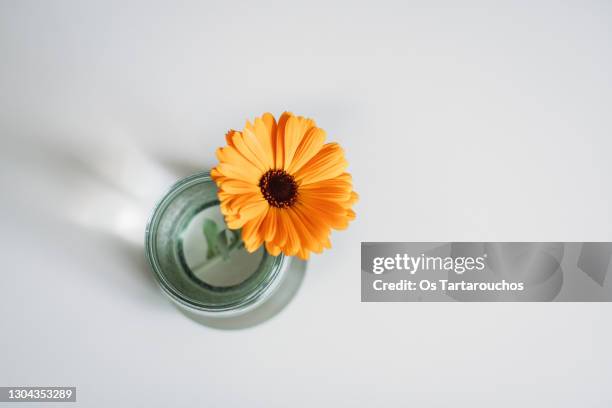 minimalist photo of marigold in a vase on a white surface viewed from above - calendula stockfoto's en -beelden