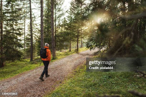 senior man hiking in the forests of norway, during summer vacations - the old guard stock pictures, royalty-free photos & images