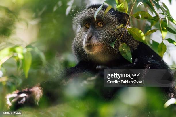 blue monkey portrait - primate stock pictures, royalty-free photos & images