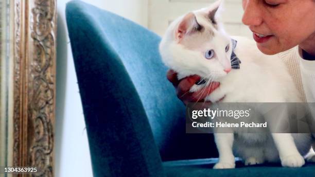 woman relaxing with a cute white cat - daily life in belgium stock pictures, royalty-free photos & images