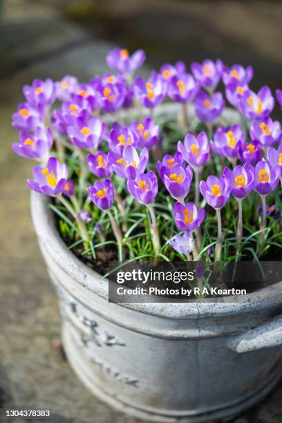 crocus tommasinianus in a pot in a spring garden - krokus iris familie stockfoto's en -beelden