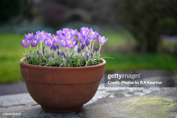 crocus tommasinianus in a pot in a spring garden - azafrán familia del iris fotografías e imágenes de stock
