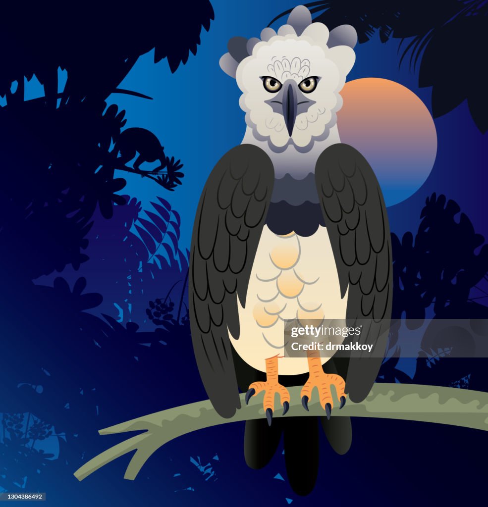 New Guinea Harpyeagle High-Res Vector Graphic - Getty Images