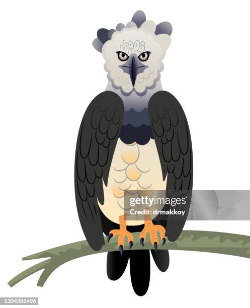 new guinea harpy-eagle - harpies stock illustrations