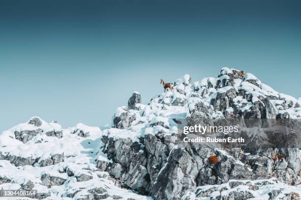 chamois in the top of a snowcapped mountain - chamois stock pictures, royalty-free photos & images