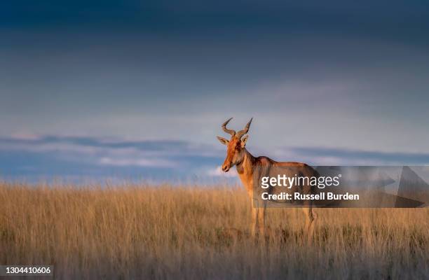 hartebeest in the serengeti - hartebeest stock pictures, royalty-free photos & images