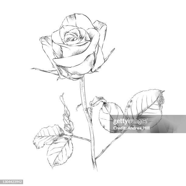 rose stift und tinte floral zeichnung. vector eps10 illustration - rose stock-grafiken, -clipart, -cartoons und -symbole