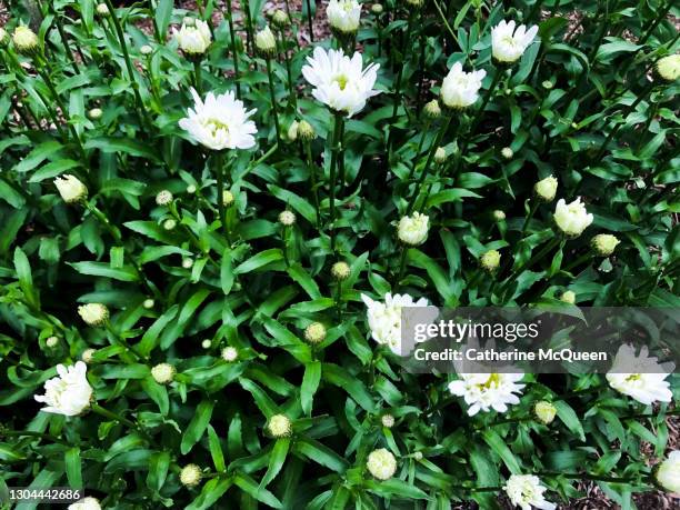 patch of wild green-eyed white lime daisies - chrysanthemum superbum stock-fotos und bilder