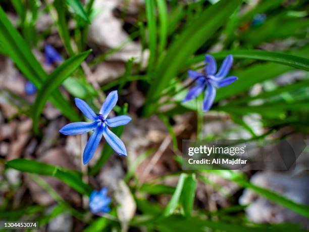 bluebell - bluebell illustration stock pictures, royalty-free photos & images