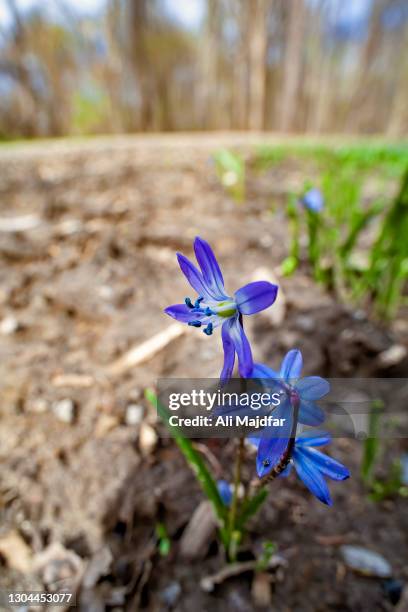 bluebell - bluebell illustration stock pictures, royalty-free photos & images