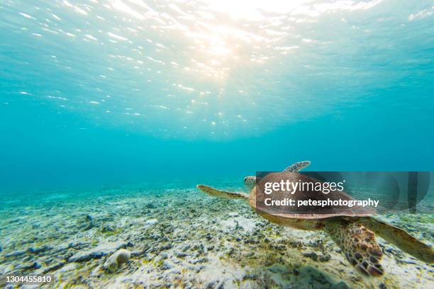 澄んだ青い海で泳ぐウミガメ - okinawa ストックフォトと画像