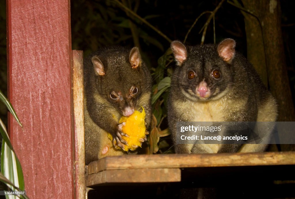 Two Brushtail Possums